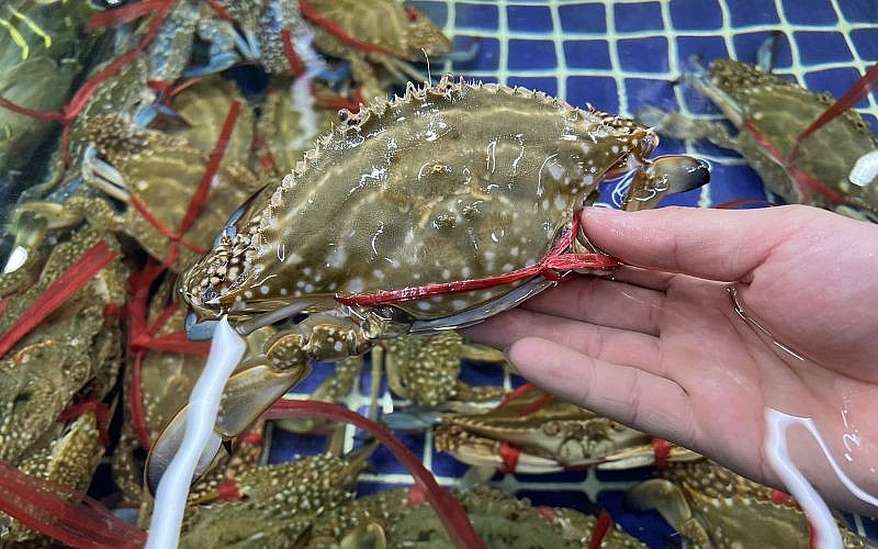 Chọn ghẹ bằng cách quan sát trọng lượng