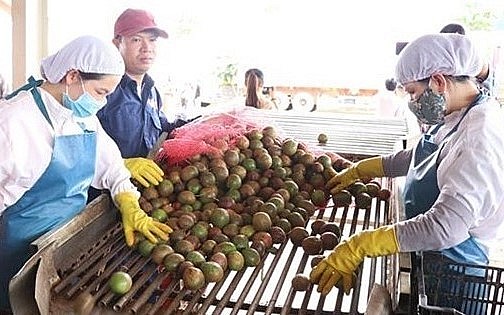 Dây chuyền sản xuất chanh dây tại Công ty Cổ phần Thực phẩm xuất khẩu Đồng Giao.