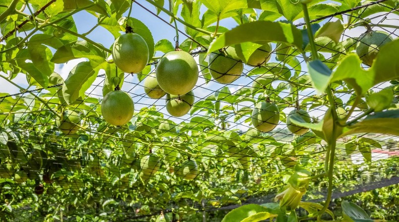 Sức nóng của trái chanh dây không thu kém sầu riêng khi thời gian đây giá tăng cao đem về lợi nhuận hàng tỷ đồng cho nhà vườn. 