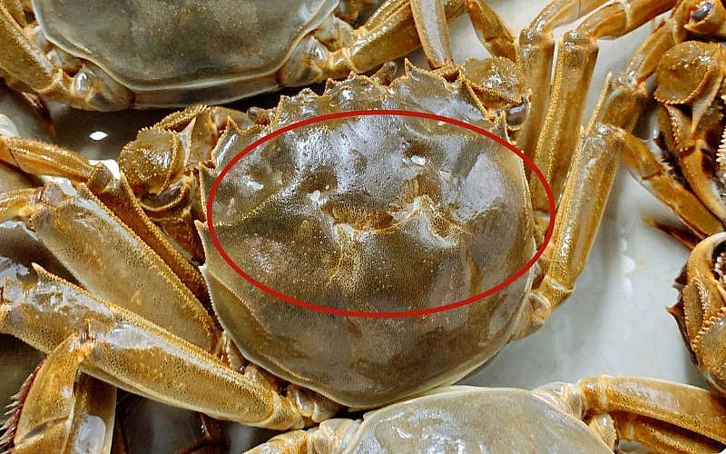 Chọn ghẹ bằng cách quan sát vỏ