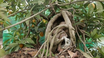 Cây trứng gà trăm triệu nhìn như bụi cây dại của đại gia đá quý, độc lạ cỡ nào?