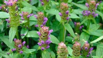 Hạ khô thảo giúp giải độc và làm mát gan hiệu quả