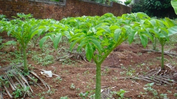 Củ nưa - Thảo dược quý chữa được nhiều loại bệnh