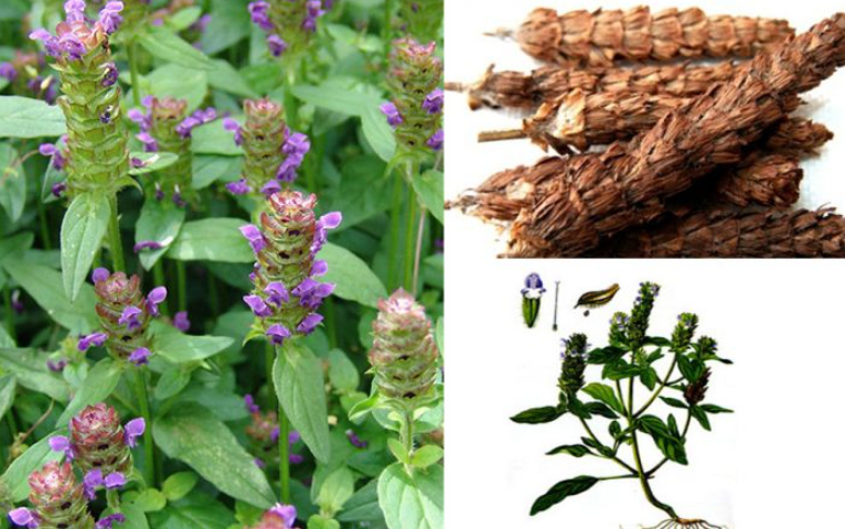 Cây hạ khô thảo được sử dụng trong một số bài thuốc Y học cổ truyền