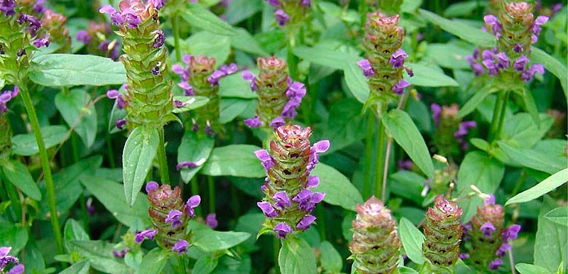 Cây mọc nhiều ở khu vực có khí hậu ôn đới