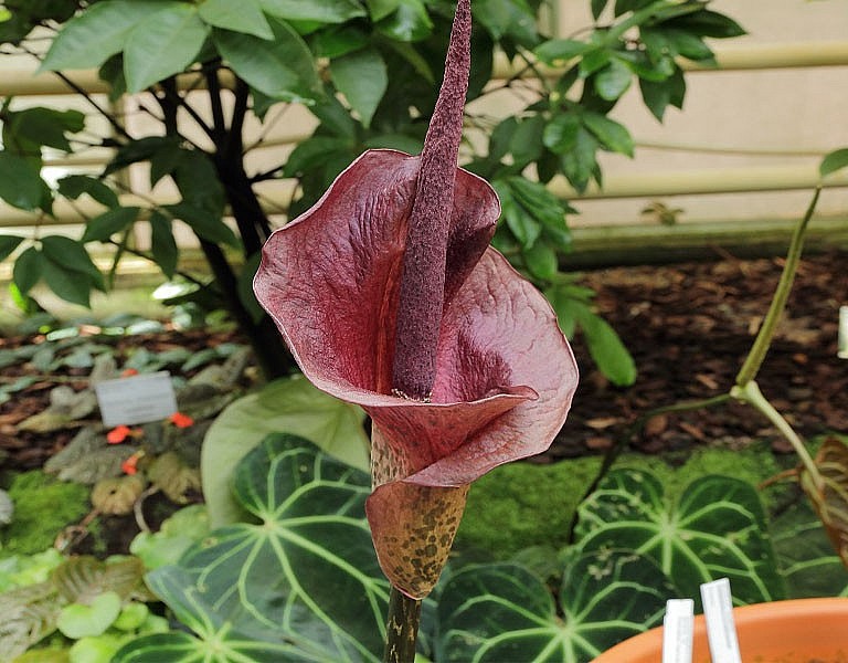 Hình ảnh hoa của cây khoai nưa Hình ảnh hoa của cây khoai nưa