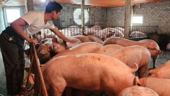 Cơn 'chấn động' ở thủ phủ nuôi lợn, lợn ăn sổ đỏ, ăn nhà cửa có khi ăn cả mạng người