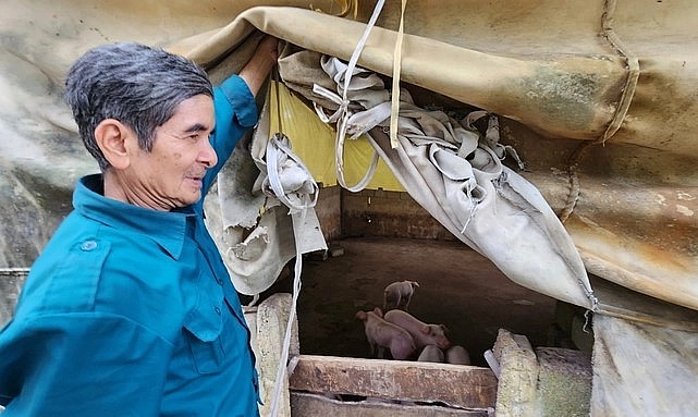 Đàn lợn hiếm hoi còn sót lại của gia đình ông Khanh chỉ nuôi để cầm cự.