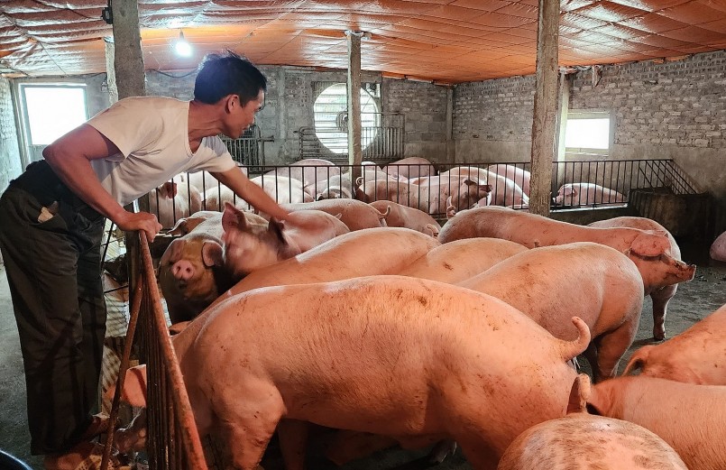 Thủ phủ chăn nuôi lợn miền Bắc điêu đứng vì bão kép.