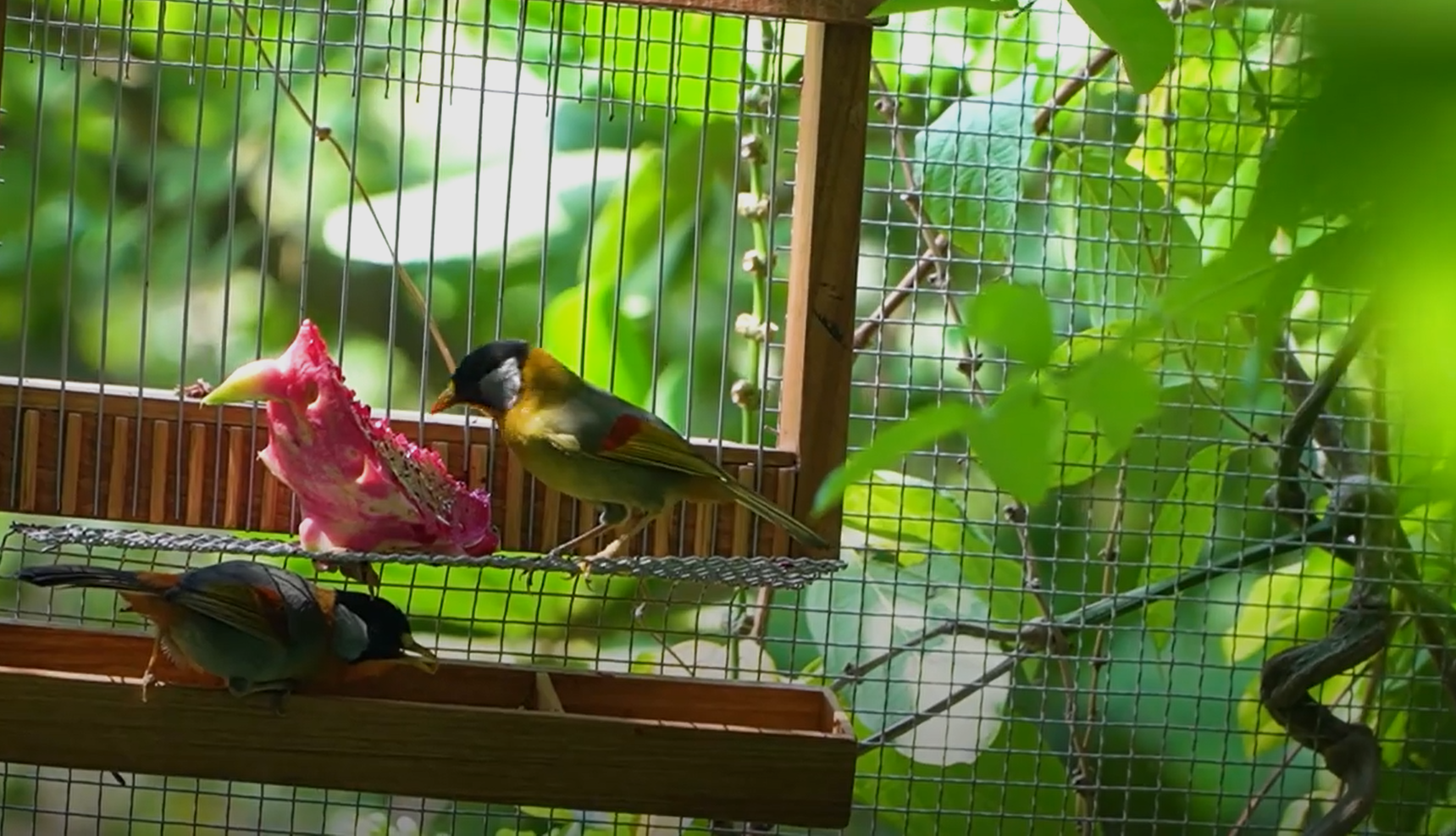 Dù sống trong lồng chim khổng lồ nhưng những chú chim được sống tự nhiên.