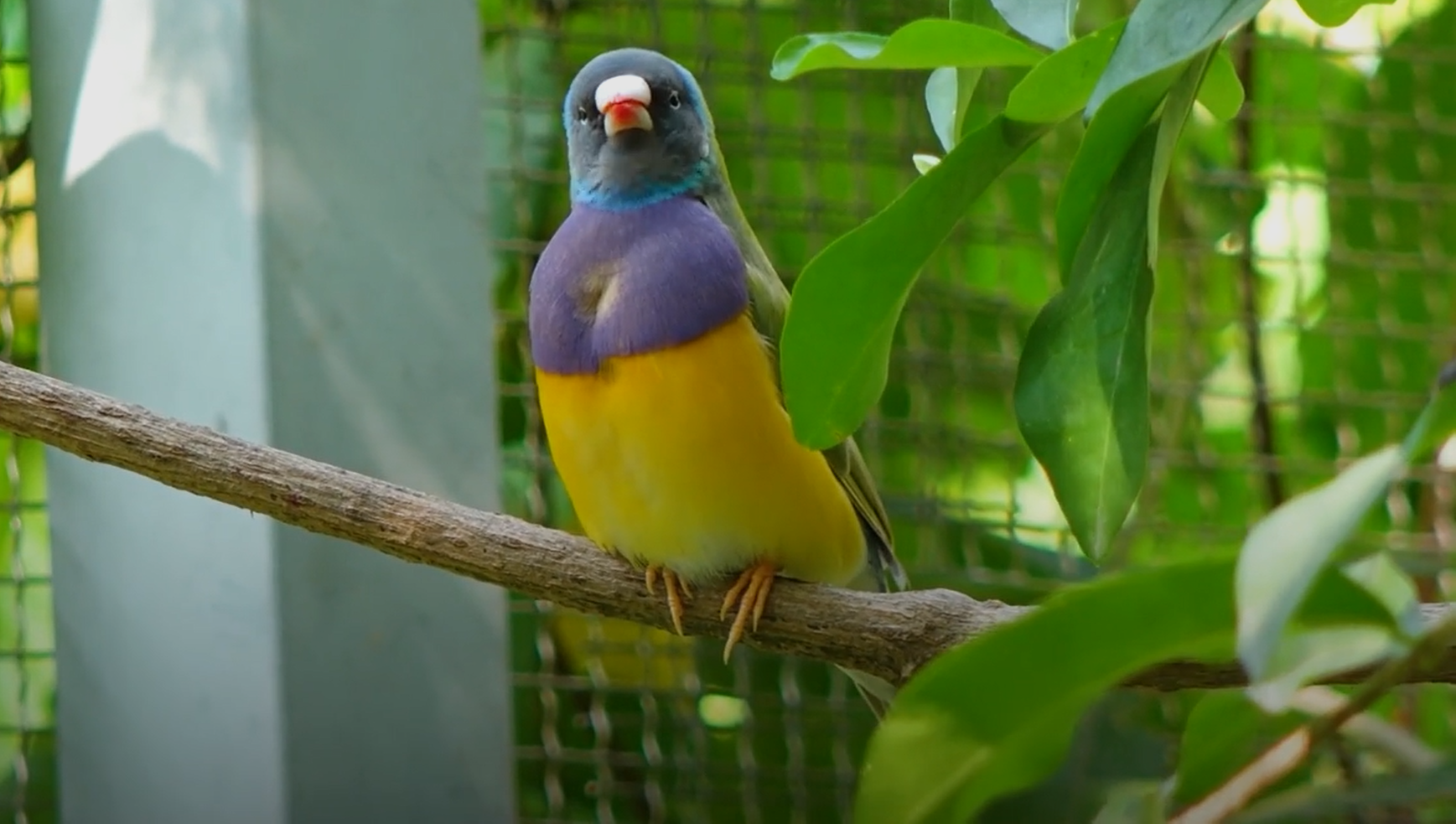 Anh Hà Minh Vương đã biến sân thượng thành vườn chim khổng lồ với đủ loại cây xanh.