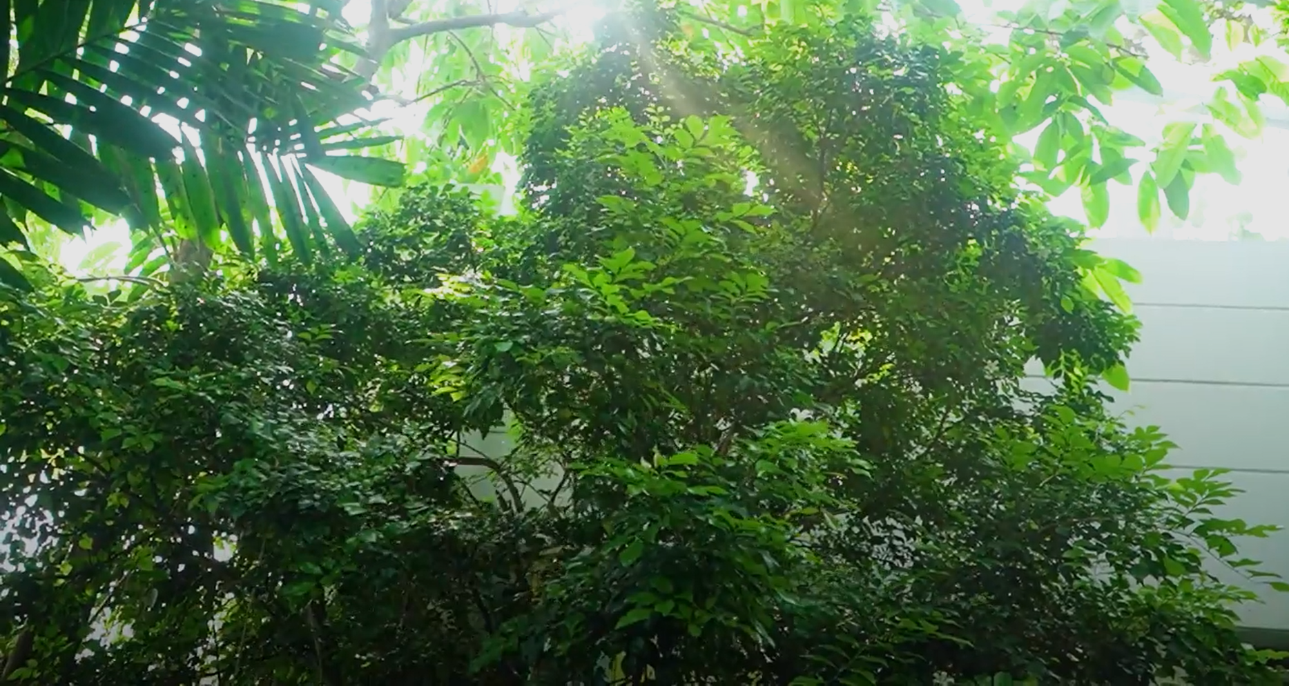 Khu vường nuôi chim sân thượng được trồng những cây lớn.