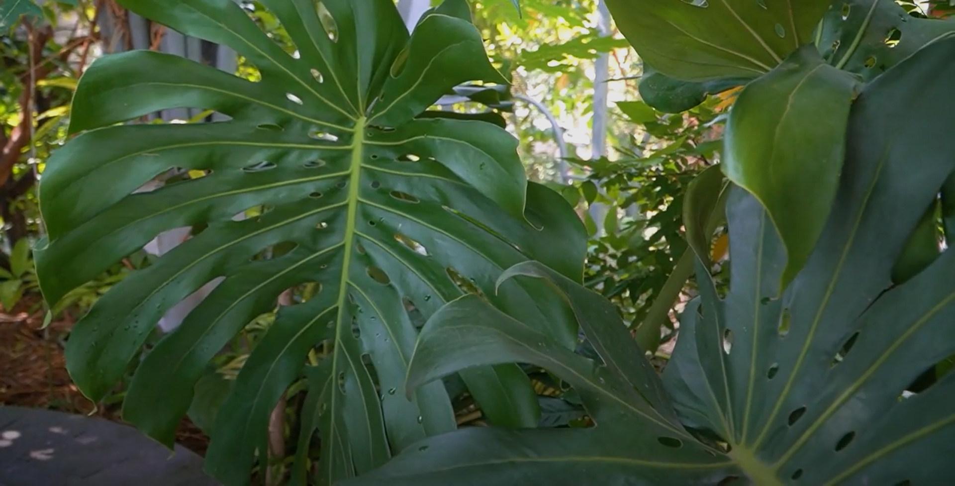 Nhiều loại lá kiểng độc lạ cũng được sưu tầm trong vườn chim.