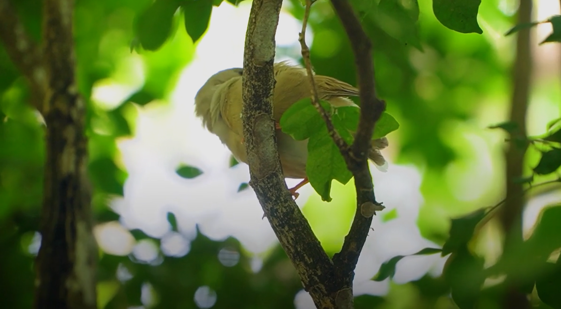 Trong khu vườn có 20 loài chim khác nhau.