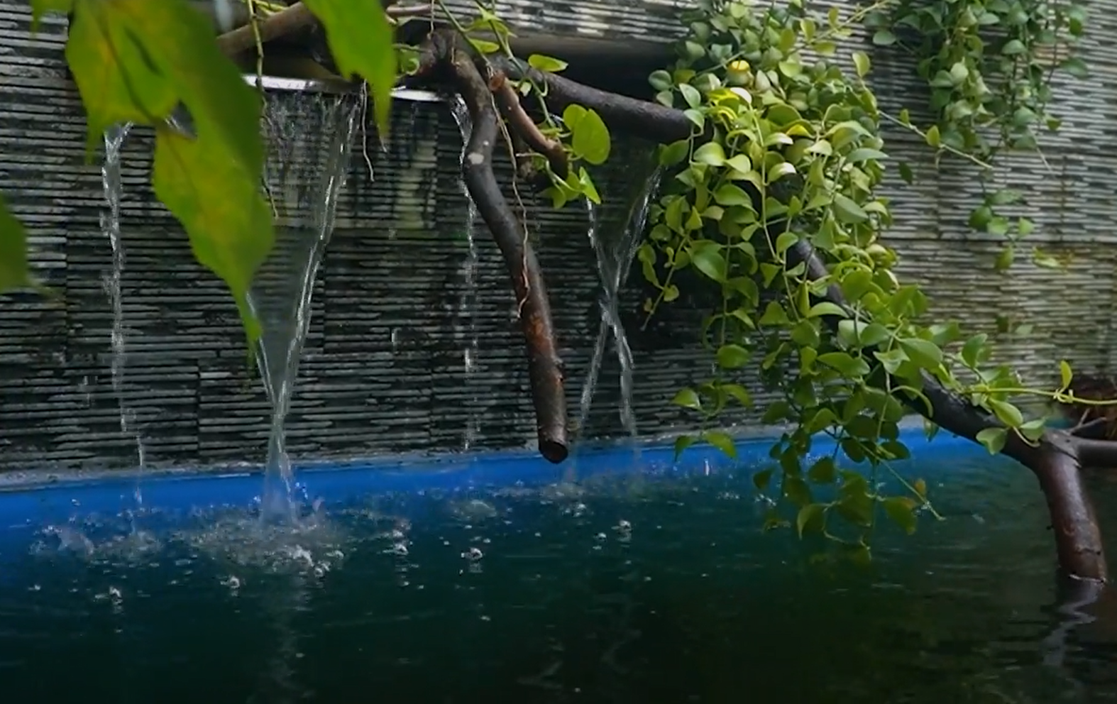 Tiếng chim hót kết hợp với suối chảy róc rách trong vườn chim.