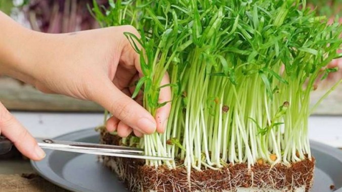 4 loại rau ăn khi nảy mầm tốt cho sức khỏe hơn cả lúc trưởng thành