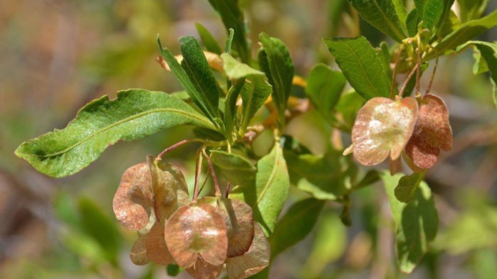 Tác dụng của cây chành rành