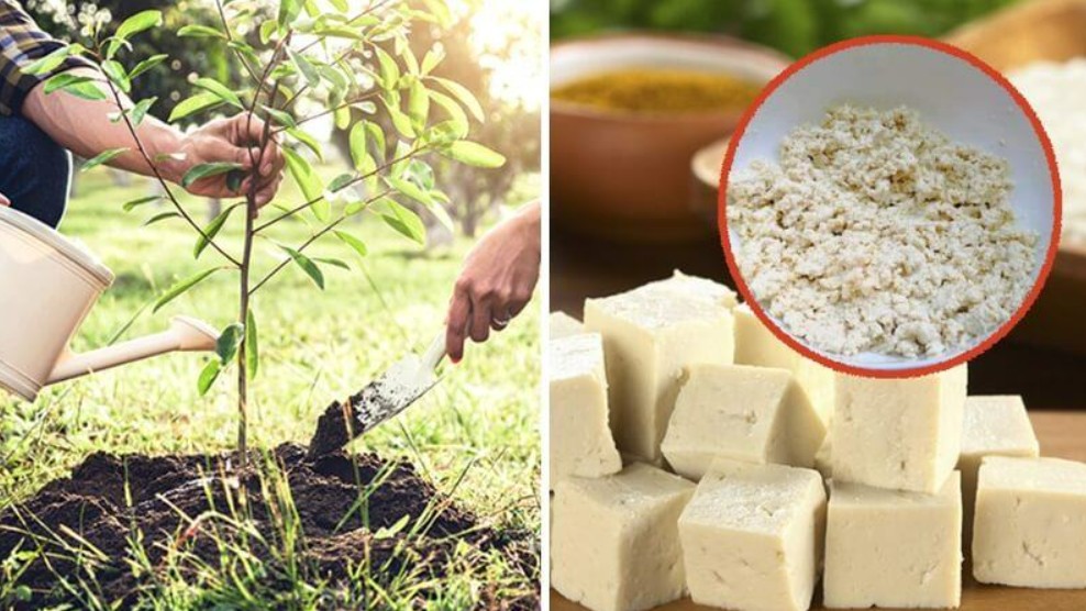 Vùi 1 bìa đậu phụ xuống đất, cây cảnh “kén ăn” đến mấy cũng phát triển tốt