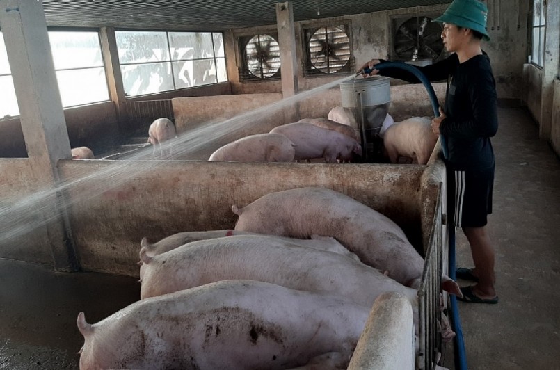 Giá heo hơi giảm liên tục người chăn nuôi cần những giải pháp hữu hiệu để thoát cảnh vỡ nợ.