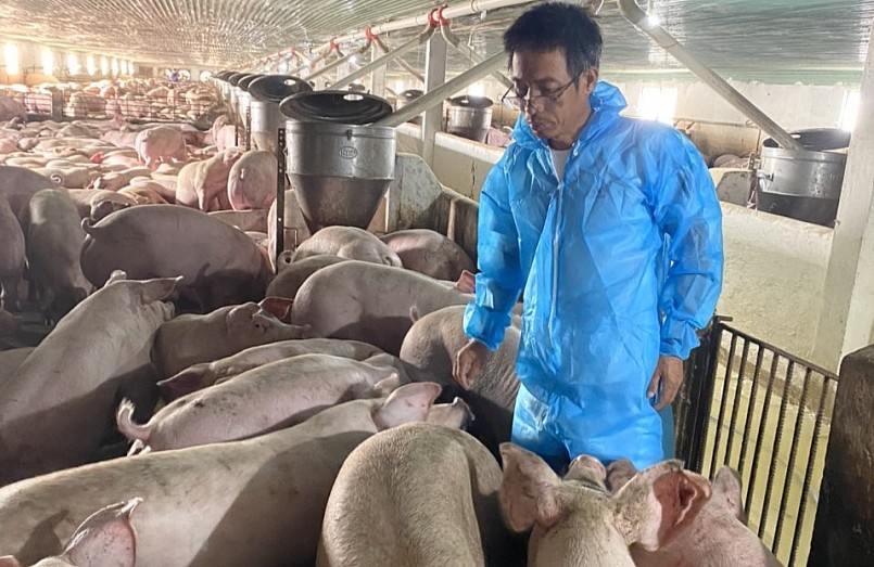 Giá heo hơi hôm nay (26/3) duy trì ở mức 48.000 - 50.000 đồng/kg.