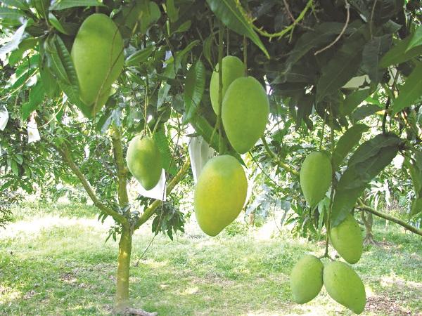 Những cây ăn quả được nhiều người trồng trong chậu trước nhà giúp ngôi nhà luôn tươi mát, thu hút vượng khí