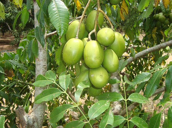 Nhà phố đất chật, vẫn có cách trồng cóc Thái trĩu quả trong chậu