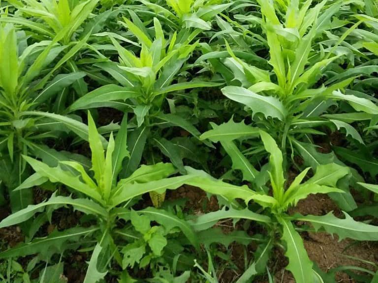 Cây Bồ Công Anh Có Mấy Loại? Dùng Loại Nào Tốt Nhất?