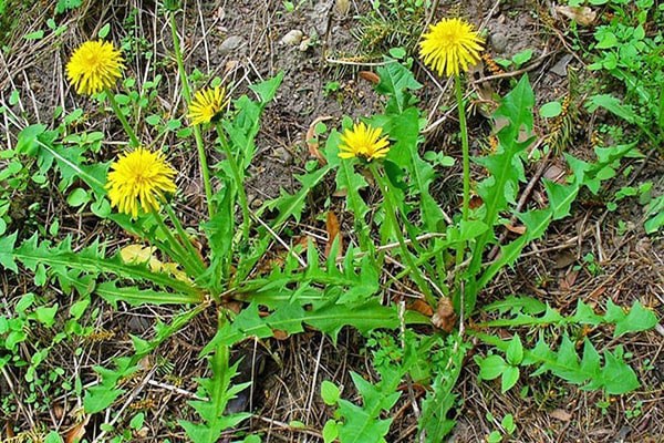 Lá bồ công anh có tác dụng gì?