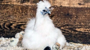 Gà lông xù Silkie có gì đặc biệt mà giá 10 triệu/con, chờ 6 tháng mới mua được