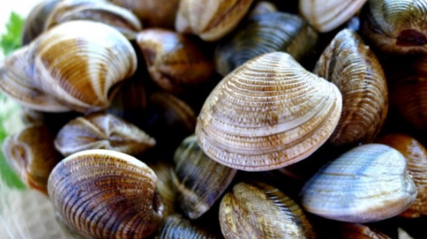 Xuất khẩu nghêu tăng 22% trong tháng 2