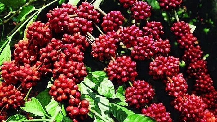 Giá nông sản hôm nay (26/3) ) giá cà phê khép lại một tuần nhiều biến động sau hai phiên tăng liên tiếp từ 2.000 đến 2.100 đồng/kg. 