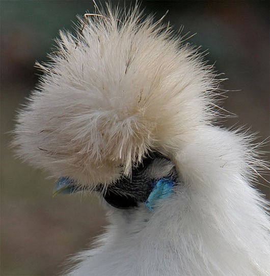 Bộ lông đặc trưng của gà Silkie