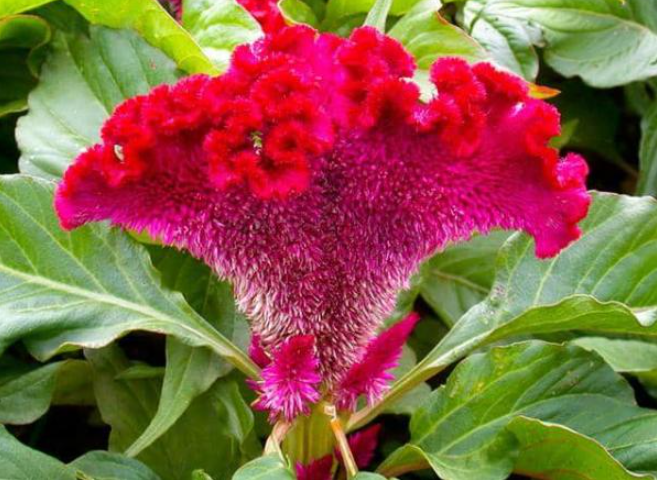 •	Cây hoa mào gà đỏ