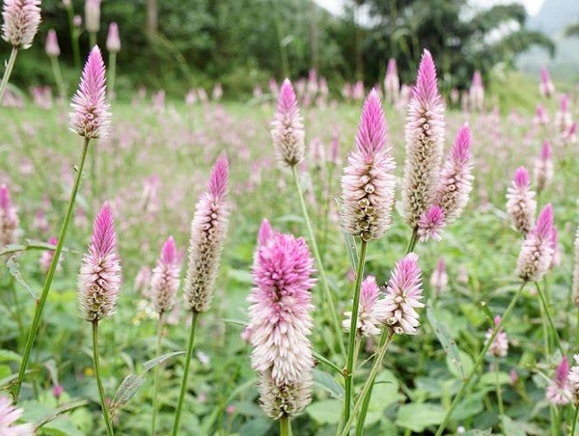 •	Cây hoa mào gà trắng