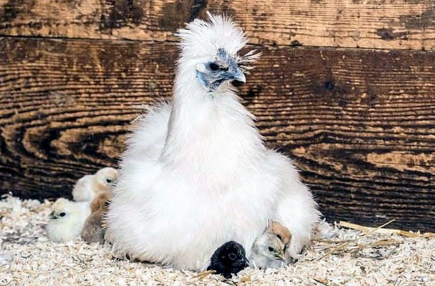 Gà Silkie hay còn gọi với cái tên dân dã là gà lông xù đang được rất nhiều người lùng mua