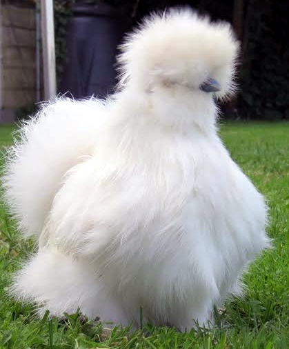 Gà trưởng thành có giá 10 triệu đồng/con song vẫn khan hàng