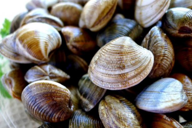 Xuất khẩu nghêu tăng 22% trong tháng 2