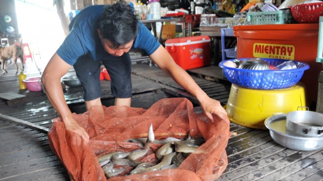 Nuôi “nhân sâm dưới nước”, nhà nông thu 600 triệu đồng mỗi năm