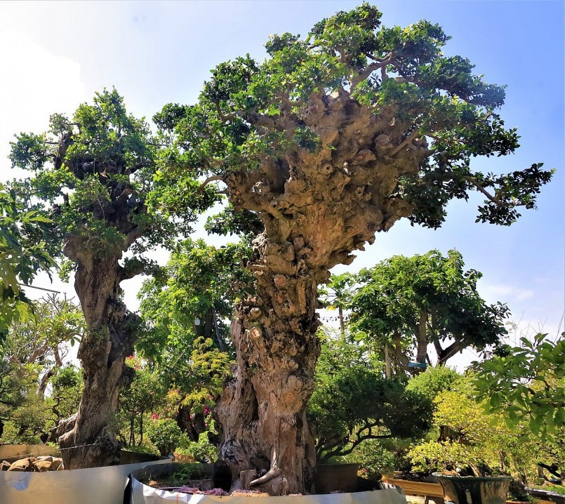 Cây duối cổ thụ cũng được định giá trên 700 triệu đồng.