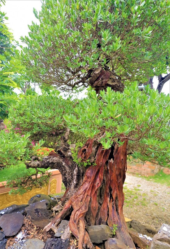 Trong khu vườn bonsai cổ thụ của 8X Khánh Hòa, nhìn đâu cũng thấy cây tiền tỷ.