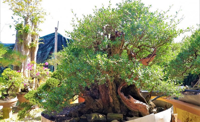 Cặp hải sơn tùng cổ thụ cực hiếm trong bộ sưu tập của Lê Ngọc Phước.