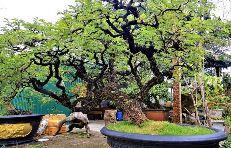 Cây me trong khu vườn cây cảnh độc lạ có giá trên 700 triệu đồng.