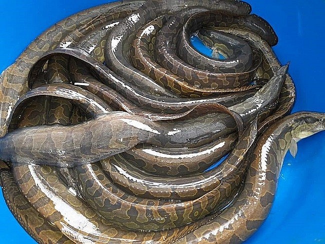 chạch lấu được ví như “nhân sâm dưới nước”