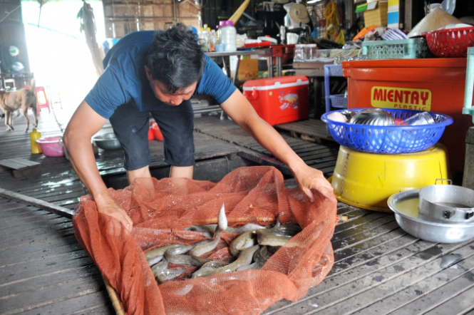 nhiều nông dân ở ĐBSCL nuôi cá chạch lấu ở trong ao đất hay trong bè gỗ đều mang lại hiệu quả kinh khá cao