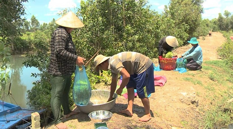 Hẹ nước sau khi thu hoạch đưa lên bờ theo yêu cầu đặt hàng của thương lái.