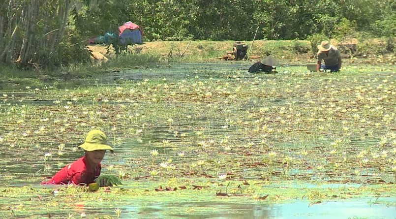 Người thu hoạch hẹ nước phải đứng trong nước hàng giờ dùng tay nhổ từng bụi hẹ.