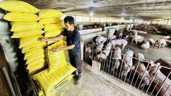 Thua lỗ tiền tỷ treo chuồng ôm món nợ, nhiều vùng chăn nuôi trước nguy cơ bị xóa sổ