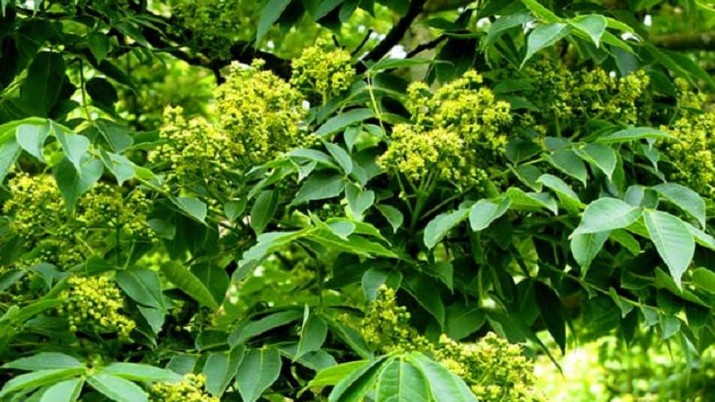 Hoàng bá - Một trong 50 dược liệu quý trong Đông y chữa nhiều bệnh