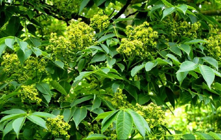 Cây hoàng bá được trồng khá nhiều ở các tỉnh Trung Quốc và các tỉnh miền Bắc nước ta