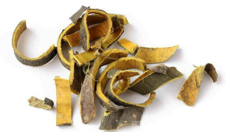 Hoàng bá – Một trong những dược liệu cơ bản trong nền Y học cổ truyền